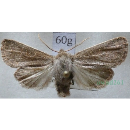 Dioszeghyana schmidtii (Diöszeghy, 1935) male Slovakia60g